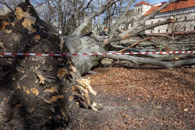 Czy można wbijać gwoździe w drzewo? Poznaj skutki i zagrożenia